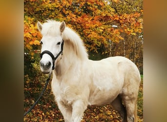 Pony Islandese, Giumenta, 13 Anni, 140 cm, Grigio