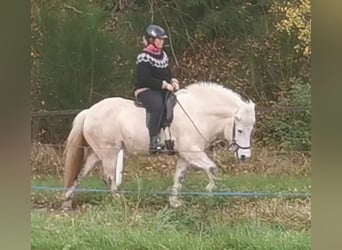 Pony Islandese, Giumenta, 13 Anni, 140 cm, Grigio