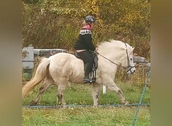 Pony Islandese, Giumenta, 13 Anni, 140 cm, Grigio