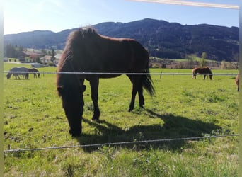 Pony Islandese, Giumenta, 13 Anni, 140 cm, Morello