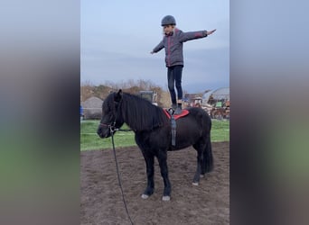 Pony Islandese, Giumenta, 13 Anni, 140 cm, Morello