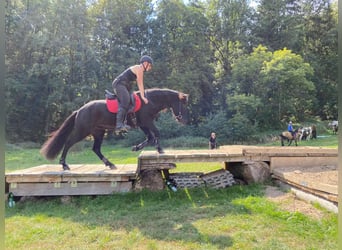 Pony Islandese, Giumenta, 13 Anni, 140 cm, Morello