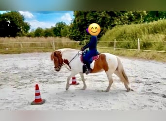 Pony Islandese, Giumenta, 13 Anni, 140 cm, Pezzato