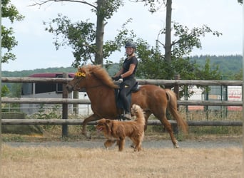 Pony Islandese, Giumenta, 13 Anni, 141 cm, Sauro