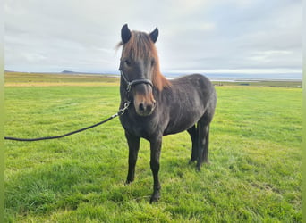 Pony Islandese, Giumenta, 13 Anni, 142 cm, Baio