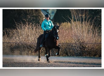 Pony Islandese, Giumenta, 13 Anni, 144 cm, Morello