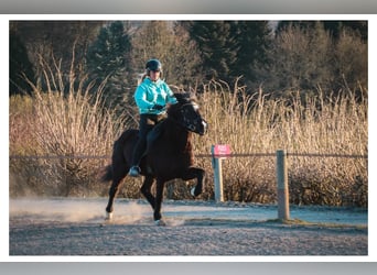 Pony Islandese, Giumenta, 13 Anni, 144 cm, Morello