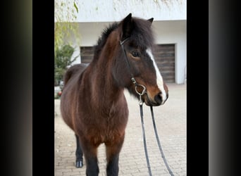 Pony Islandese, Giumenta, 13 Anni, 146 cm, Baio