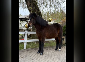 Pony Islandese, Giumenta, 13 Anni, 146 cm, Baio