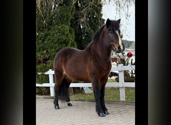 Pony Islandese, Giumenta, 13 Anni, 146 cm, Baio
