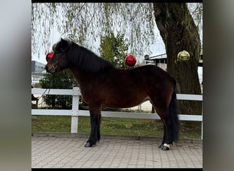 Pony Islandese, Giumenta, 13 Anni, 146 cm, Baio