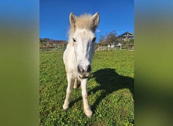 Pony Islandese, Giumenta, 13 Anni, Grigio