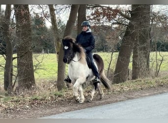 Pony Islandese, Giumenta, 14 Anni, 130 cm, Pezzato