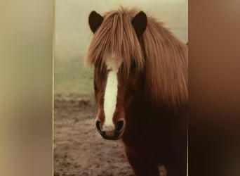 Pony Islandese, Giumenta, 14 Anni, 134 cm, Sauro