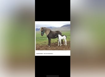 Pony Islandese, Giumenta, 14 Anni, 135 cm, Falbo