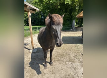 Pony Islandese, Giumenta, 14 Anni, 135 cm, Morello