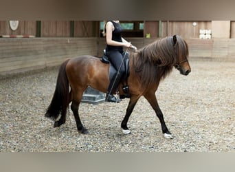 Pony Islandese, Giumenta, 14 Anni, 137 cm, Baio