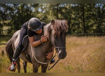 Pony Islandese, Giumenta, 14 Anni, 137 cm