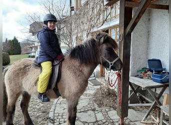 Pony Islandese, Giumenta, 14 Anni, 137 cm