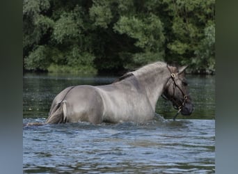 Pony Islandese, Giumenta, 14 Anni, 138 cm, Falbo