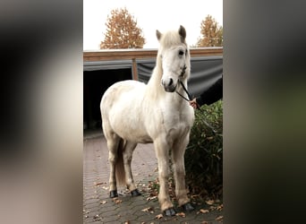 Pony Islandese, Giumenta, 14 Anni, 138 cm, Grigio