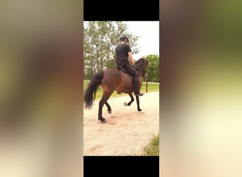 Pony Islandese, Giumenta, 14 Anni, 140 cm, Baio