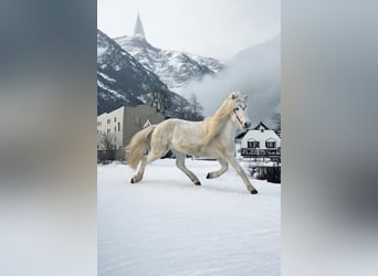 Pony Islandese, Giumenta, 14 Anni, 140 cm, Grigio