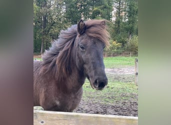 Pony Islandese, Giumenta, 14 Anni, 140 cm, Roano blu