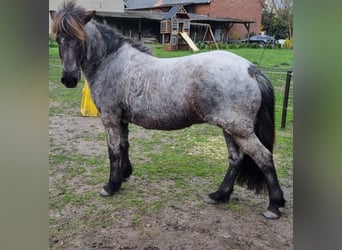 Pony Islandese, Giumenta, 14 Anni, 140 cm, Roano blu