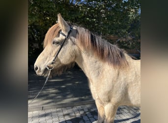 Pony Islandese, Giumenta, 14 Anni, 142 cm, Pelle di daino