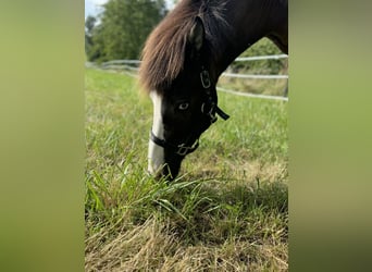 Pony Islandese, Giumenta, 14 Anni, Baio chiaro