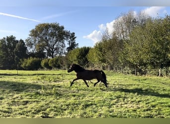 Pony Islandese, Giumenta, 15 Anni, 133 cm, Baio