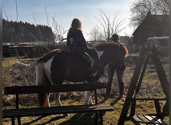 Pony Islandese, Giumenta, 15 Anni, 133 cm, Pezzato