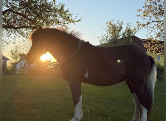 Pony Islandese, Giumenta, 15 Anni, 133 cm, Pezzato
