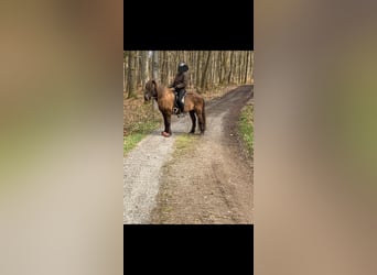 Pony Islandese, Giumenta, 15 Anni, 134 cm, Baio nero