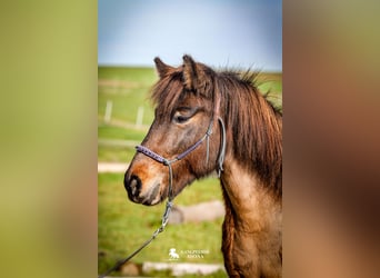 Pony Islandese, Giumenta, 15 Anni, 135 cm, Baio