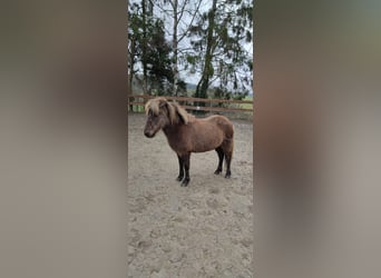 Pony Islandese, Giumenta, 15 Anni, 135 cm, Falbo