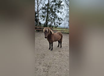 Pony Islandese, Giumenta, 15 Anni, 135 cm, Falbo