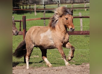 Pony Islandese, Giumenta, 15 Anni, 136 cm, Pezzato