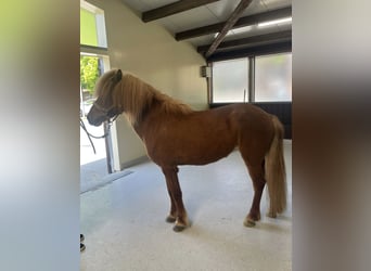 Pony Islandese, Giumenta, 15 Anni, 137 cm, Sauro