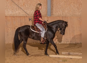 Pony Islandese, Giumenta, 15 Anni, 138 cm, Morello