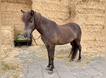 Pony Islandese, Giumenta, 15 Anni, 139 cm, Morello