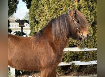 Pony Islandese, Giumenta, 15 Anni, 140 cm, Baio