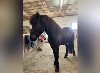 Pony Islandese, Giumenta, 15 Anni, 142 cm, Morello
