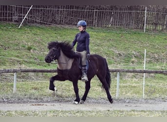 Pony Islandese, Giumenta, 15 Anni, 142 cm, Morello