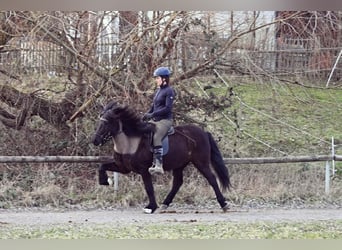 Pony Islandese, Giumenta, 15 Anni, 142 cm, Morello