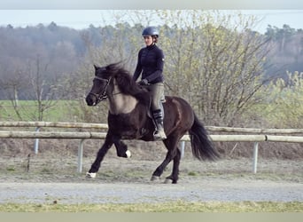 Pony Islandese, Giumenta, 15 Anni, 142 cm, Morello