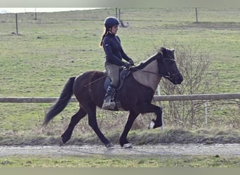 Pony Islandese, Giumenta, 15 Anni, 142 cm, Morello