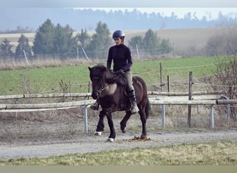 Pony Islandese, Giumenta, 15 Anni, 142 cm, Morello