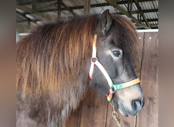 Pony Islandese, Giumenta, 15 Anni, 142 cm, Pelle di daino